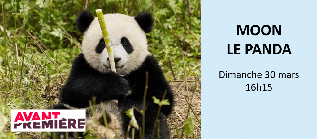 actualité MOON LE PANDA